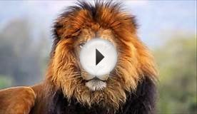 Стильная одежда для детей.TINYFOX Коллекция "АФРИКА"